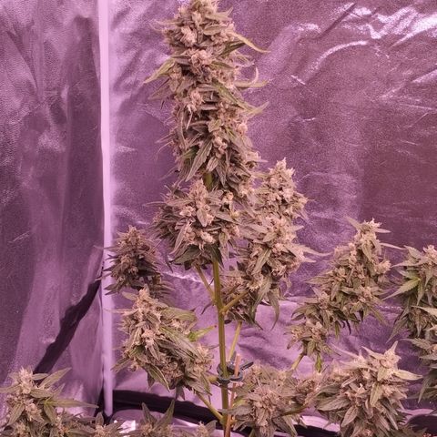 Royal Jack Automatic growlog timeline photo