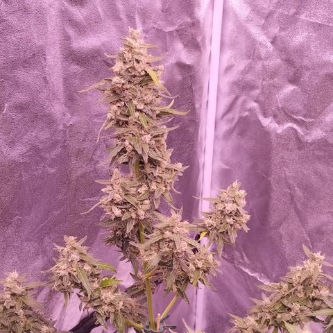 Royal Jack Automatic growlog timeline photo