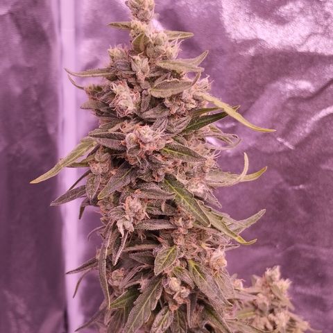 Royal Jack Automatic growlog timeline photo