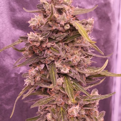 Royal Jack Automatic growlog timeline photo