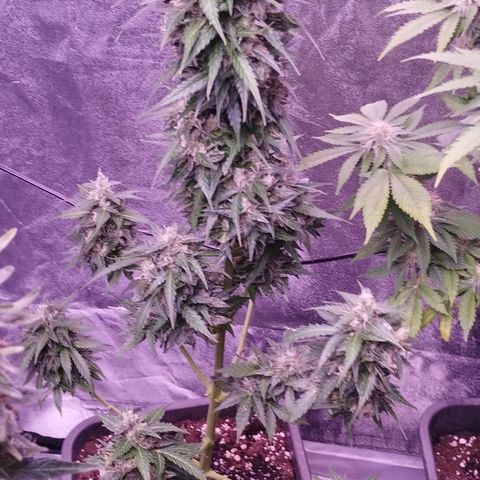 Fat Banana growlog timeline photo