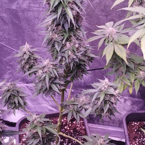 Fat Banana growlog timeline photo