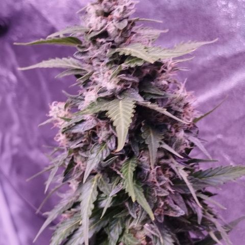 Fat Banana growlog timeline photo