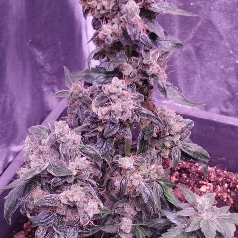 BONSAI KÄSE growlog timeline photo
