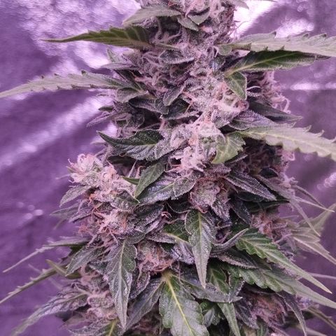 Fat Banana growlog timeline photo