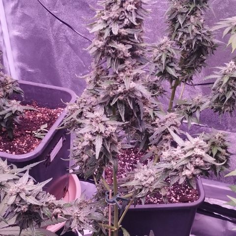 Royal Jack Automatic growlog timeline photo