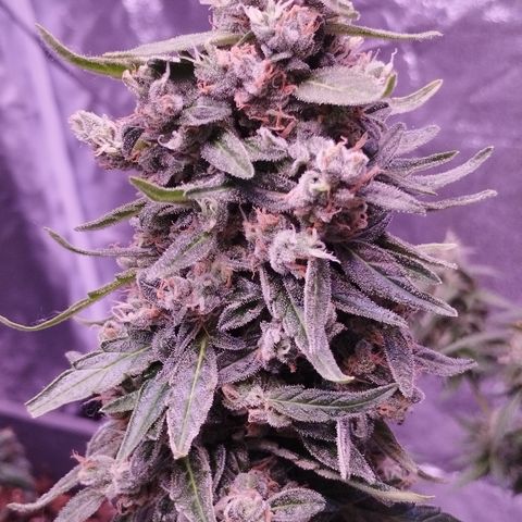 Royal Jack Automatic growlog timeline photo
