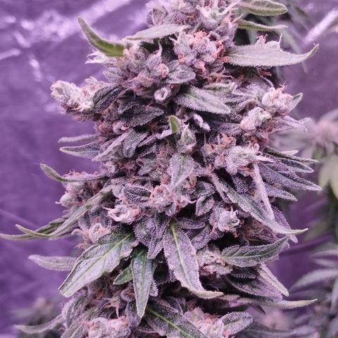 Royal Jack Automatic growlog timeline photo