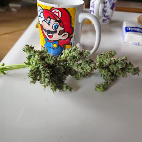BONSAI KÄSE growlog photo: Nicht viel aber riecht Klasse 