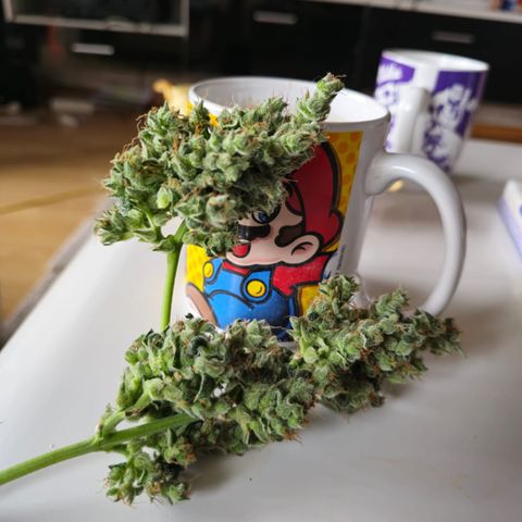 BONSAI KÄSE growlog photo: Nicht viel aber riecht Klasse 