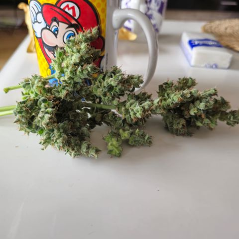 BONSAI KÄSE growlog photo: Nicht viel aber riecht Klasse 