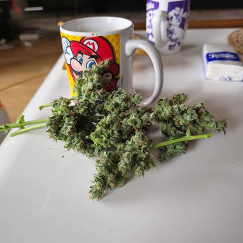 BONSAI KÄSE growlog photo: Nicht viel aber riecht Klasse 