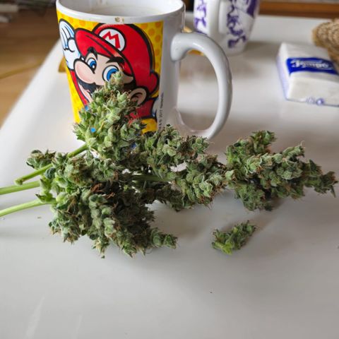 BONSAI KÄSE growlog photo: Nicht viel aber riecht Klasse 