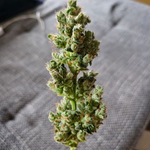 BONSAI KÄSE growlog photo: Nicht viel aber riecht Klasse 