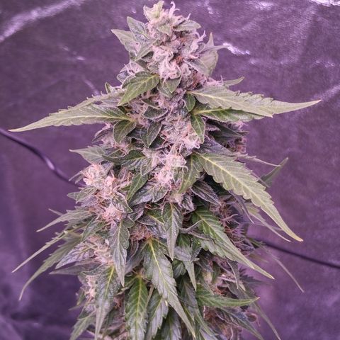 Fat Banana growlog timeline photo