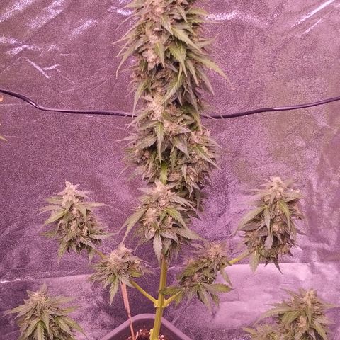 Fat Banana growlog timeline photo