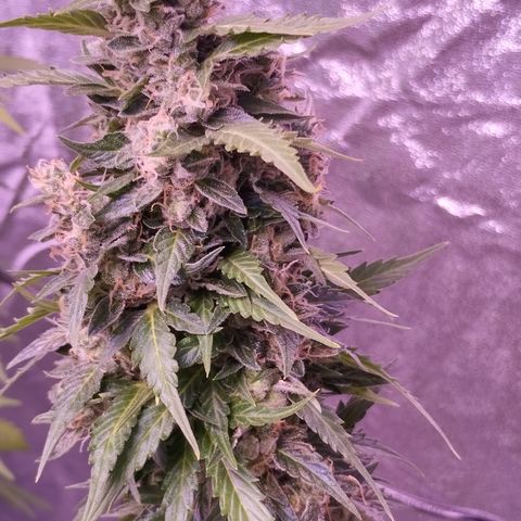 Fat Banana growlog timeline photo