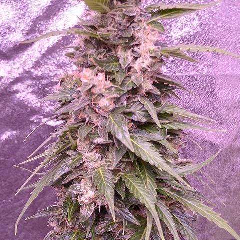 Fat Banana growlog timeline photo