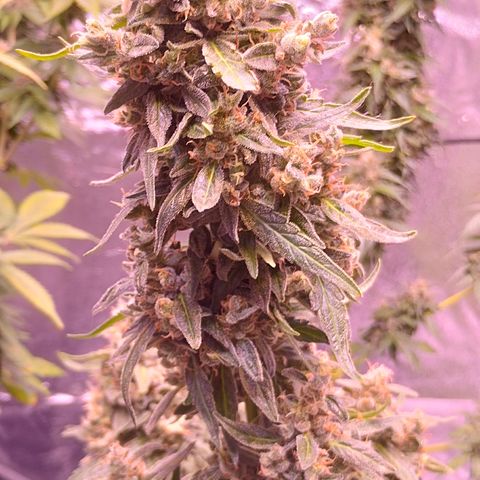 Royal Jack Automatic growlog timeline photo