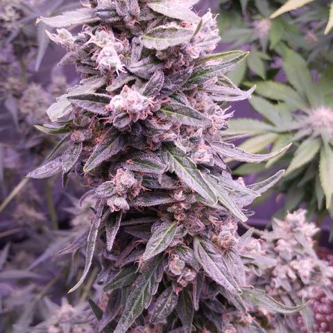 Royal Jack Automatic growlog timeline photo