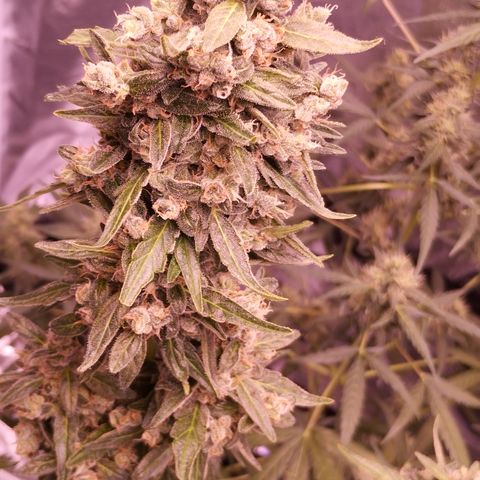 Royal Jack Automatic growlog timeline photo