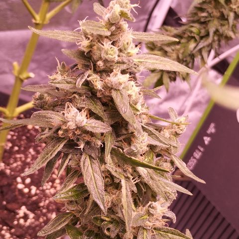 Royal Jack Automatic growlog timeline photo