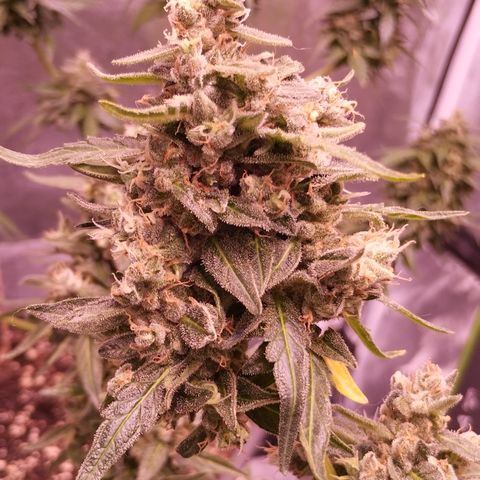 Royal Jack Automatic growlog timeline photo