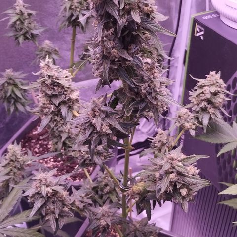 Royal Jack Automatic growlog timeline photo