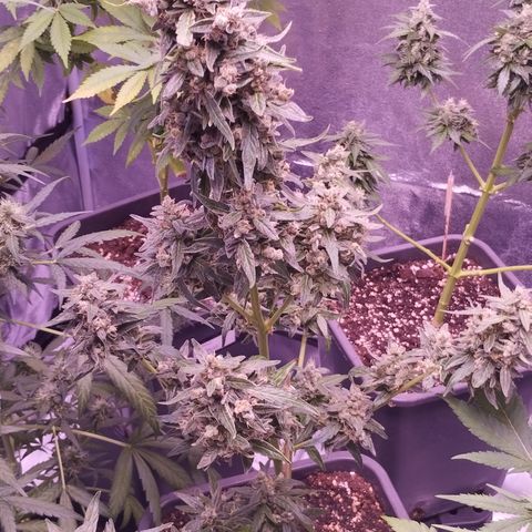 Royal Jack Automatic growlog timeline photo