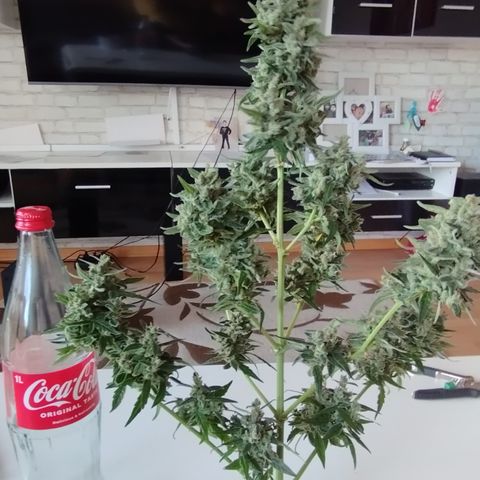 Royal Jack Automatic growlog timeline photo