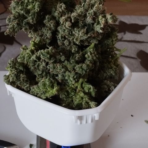 Royal Jack Automatic growlog timeline photo