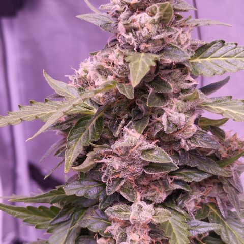 Fat Banana growlog timeline photo