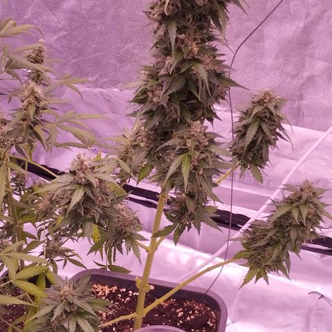 Fat Banana growlog timeline photo