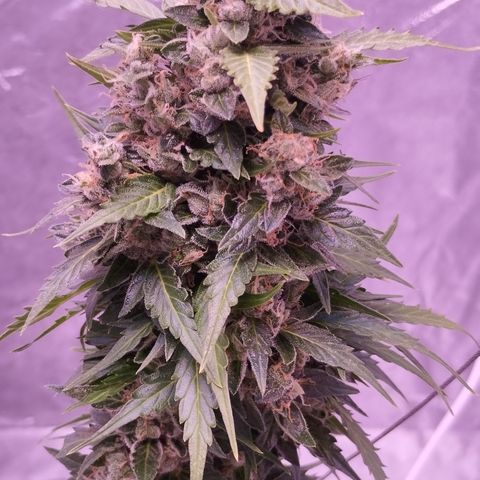 Fat Banana growlog timeline photo