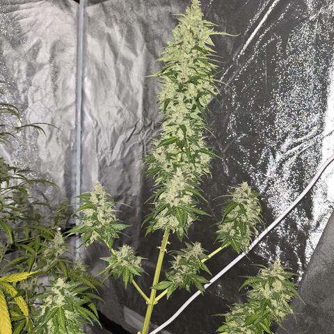 Fat Banana growlog timeline photo