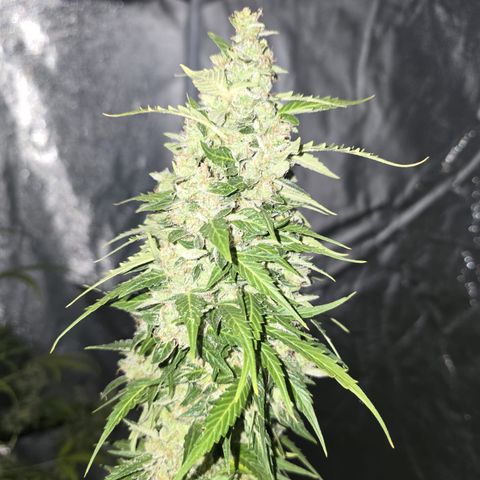 Fat Banana growlog timeline photo