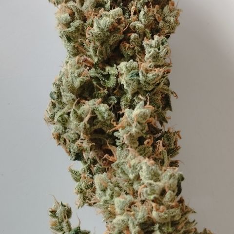 Royal Jack Automatic growlog timeline photo