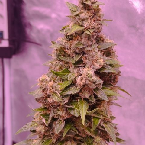 Fat Banana growlog timeline photo