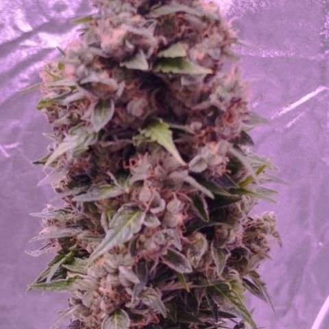 Fat Banana growlog timeline photo