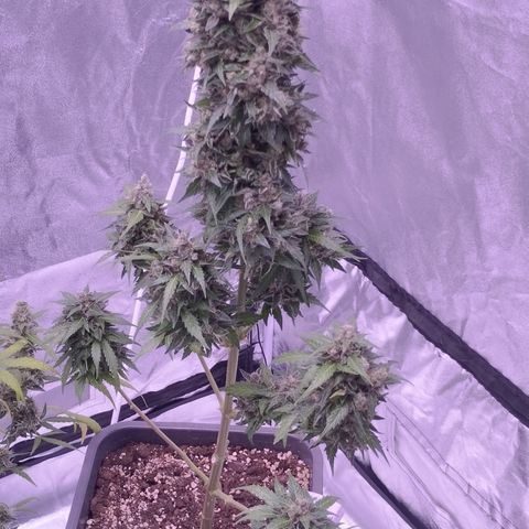 Fat Banana growlog timeline photo