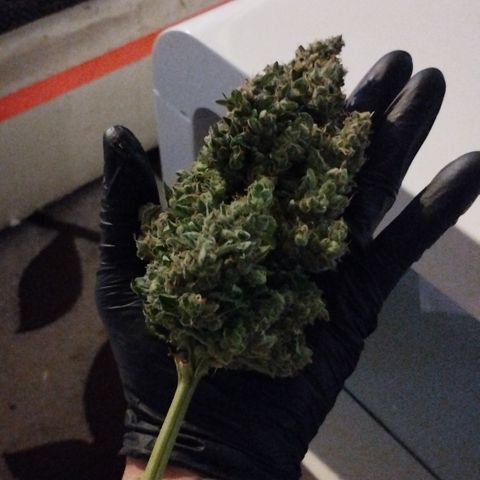 Fat Banana growlog photo: Headbud