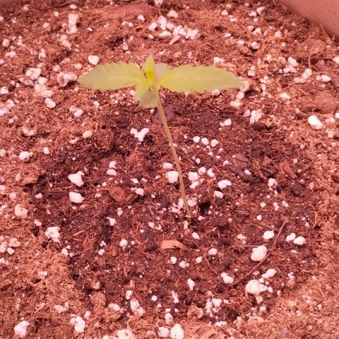 Gorilla Cookies Automatic growlog timeline photo