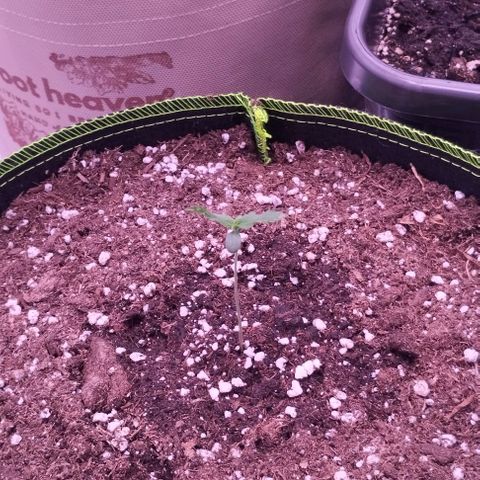 2Fast4Buds Automix 1 growlog timeline photo
