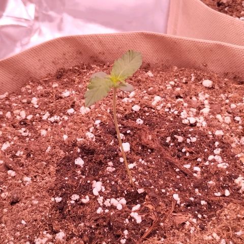Smart Lady growlog timeline photo