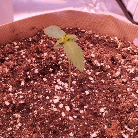 Lemon Cherry Cookies Automatic growlog timeline photo