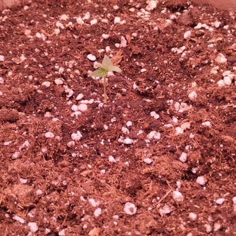 2Fast4Buds Automix 4 growlog photo: Sie kämpft wirklich hart
