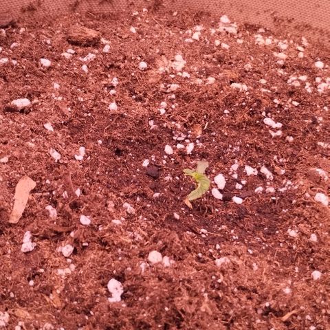 Purple Punch Auto growlog timeline photo