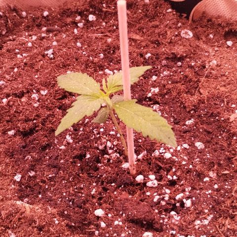 Gorilla Cookies Automatic growlog timeline photo