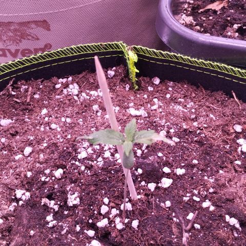 2Fast4Buds Automix 1 growlog timeline photo