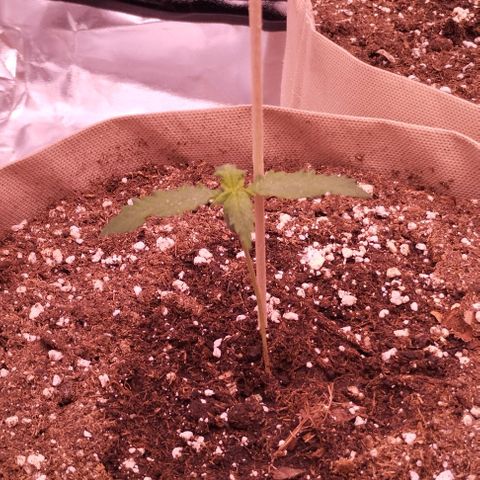 Smart Lady growlog timeline photo